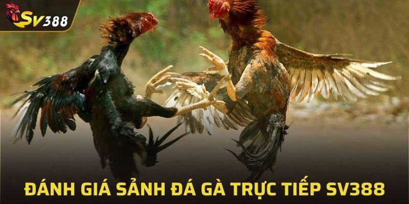 Đánh giá sảnh đá gà tại nhà cái SV388