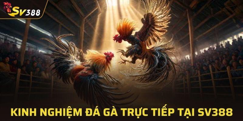 Những kinh nghiệm cá cược đá gà luôn thắng