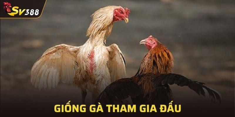 Giống thường xuyên xuất hiện