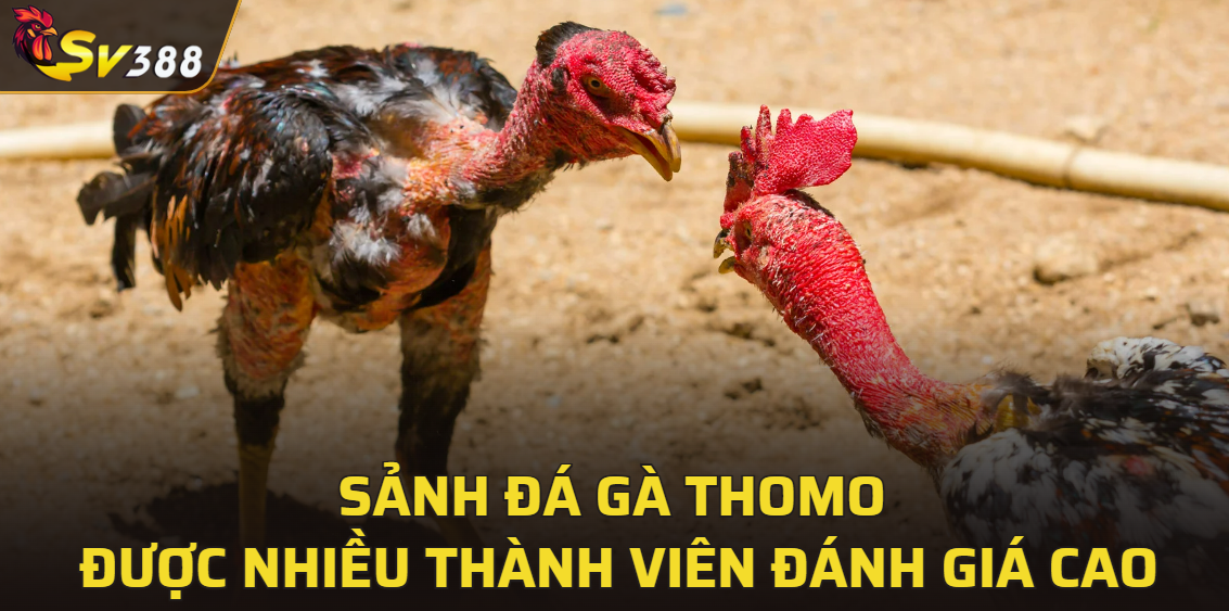 Sảnh đá gà Thomo được nhiều thành viên đánh giá cao