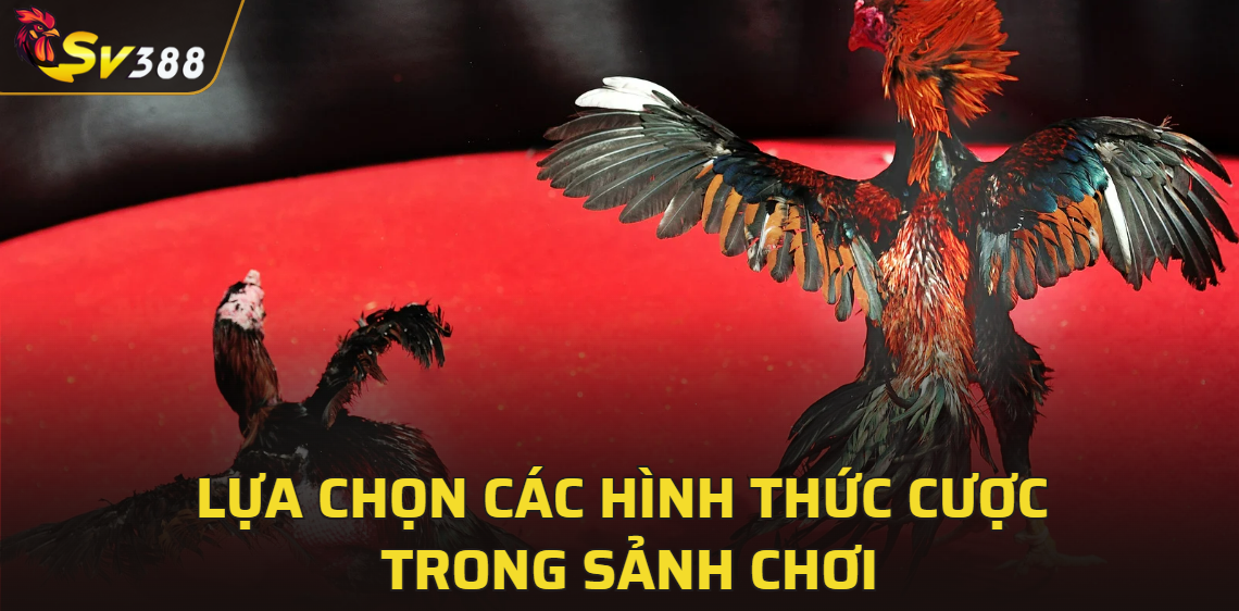 Lựa chọn các hình thức cược trong sảnh chơi