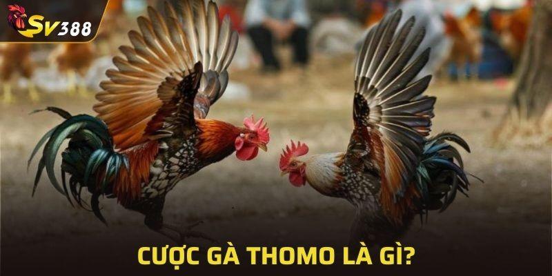 Thông tin chỉ tiết về cược gà Thomo