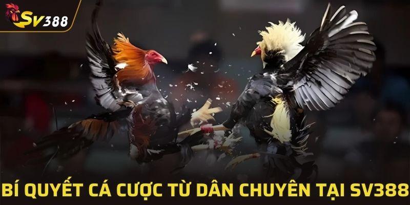 Bật mí các kinh nghiệm từ dân chuyên từ cược kê Thomo
