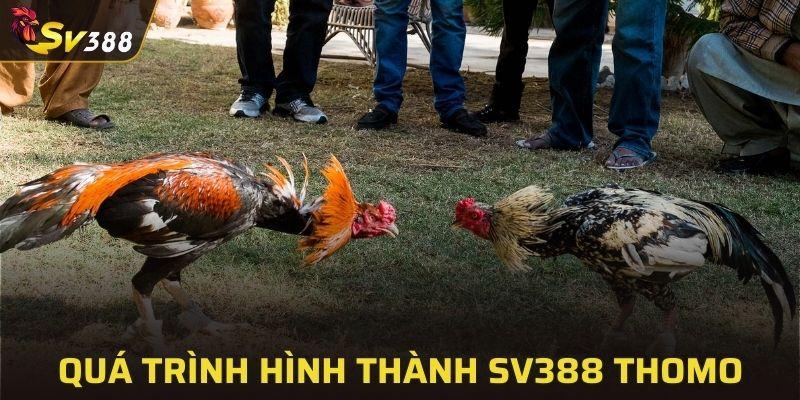 SV388 Thomo - Trường đấu gà đỉnh cao 2025