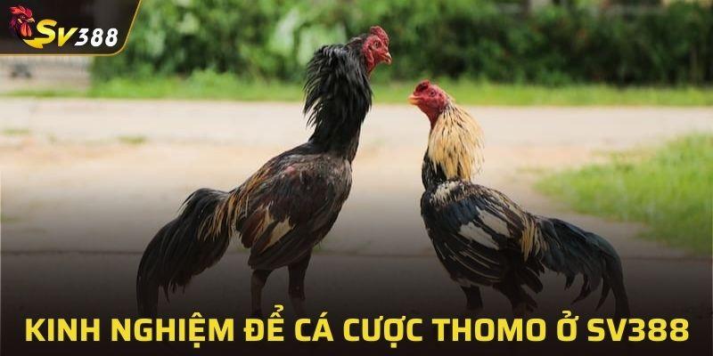 4 mẹo giúp bạn nâng cao cơ hội thắng cược