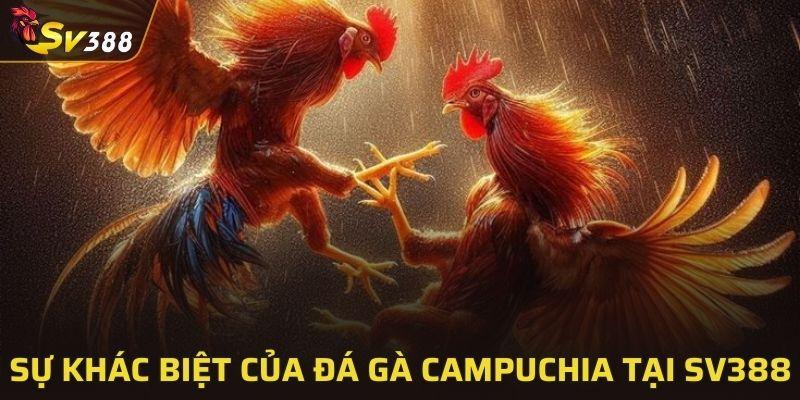 Sự khác biệt của đá gà Campuchia tại SV388