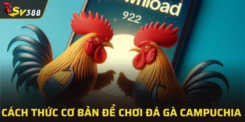 Cách thức cơ bản để chơi đá gà Campuchia hiệu quả