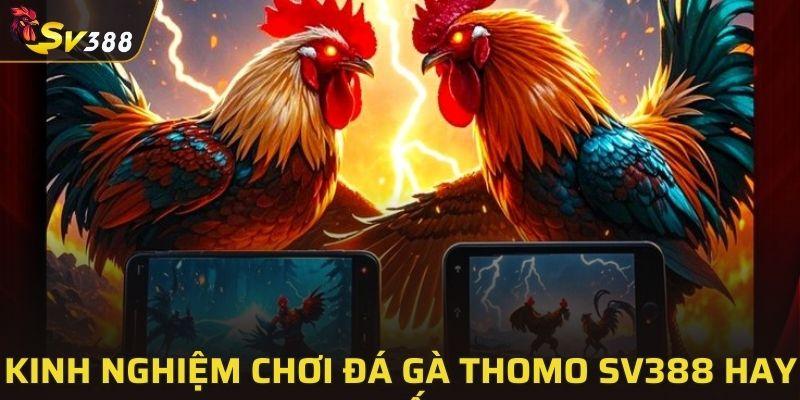 Kinh nghiệm chơi đá gà Thomo SV388 hay nhất