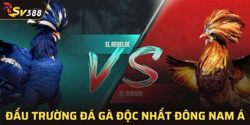 Đấu trường đá gà độc nhất Đông Nam Á